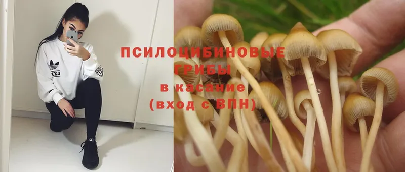 Галлюциногенные грибы Magic Shrooms  площадка клад  Нытва 